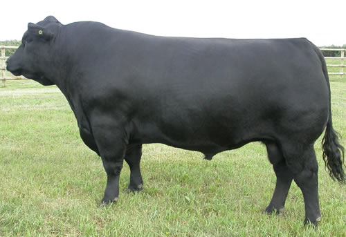 Raff Angus sire